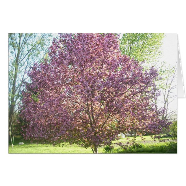 Crab-apple Tree in Bloom (Front Horizontal)