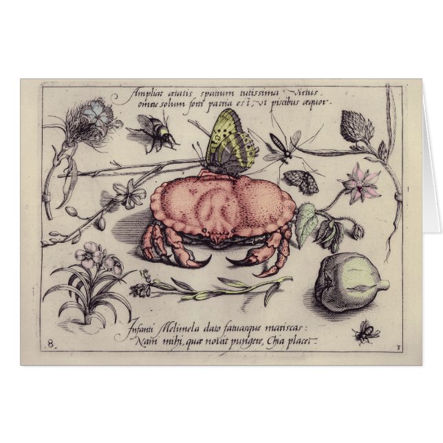 Crab Botanical Insect Flower Illustration (Front Horizontal)