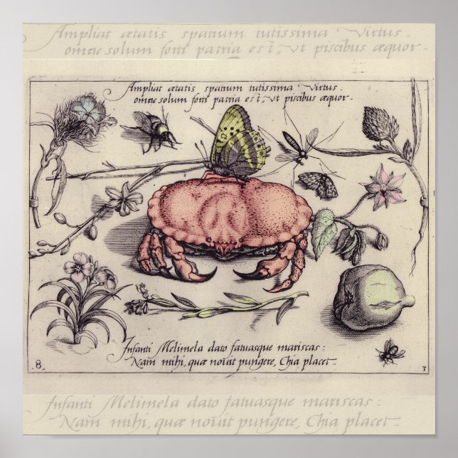 Crab Botanical Insect Flower Illustration Poster (Front)