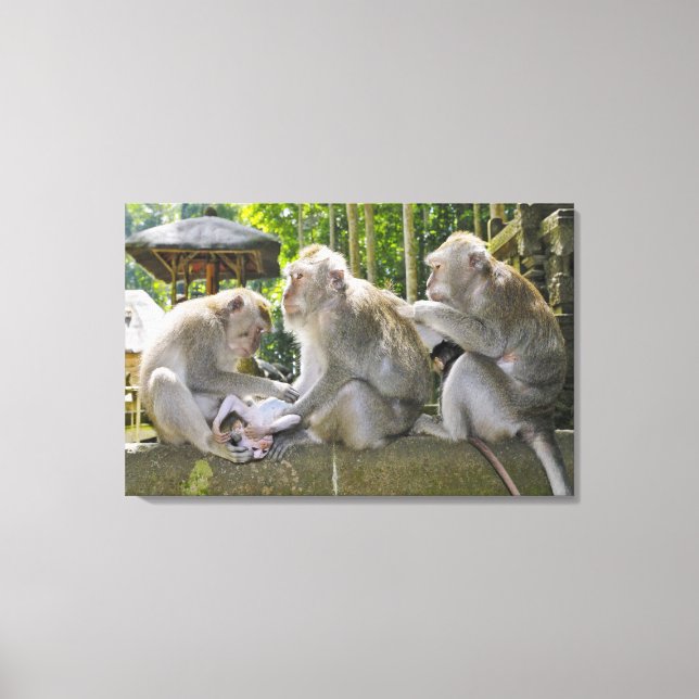 Crab-eating Macaque, Macaca fasciularis, in Ubud Canvas Print (Front)