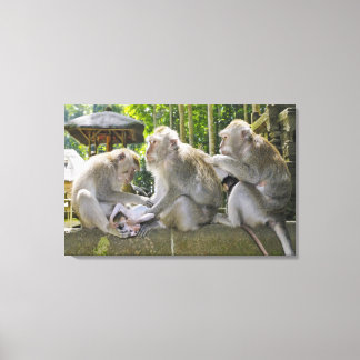 Crab-eating Macaque, Macaca fasciularis, in Ubud Canvas Print
