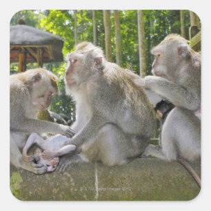 Crab-eating Macaque, Macaca fasciularis, in Ubud Square Sticker