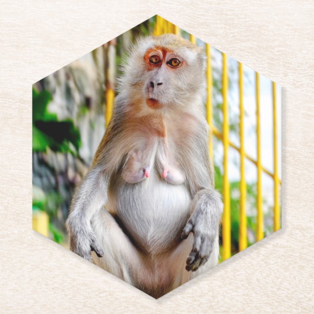 Crab-eating macaque paper coaster (Front)