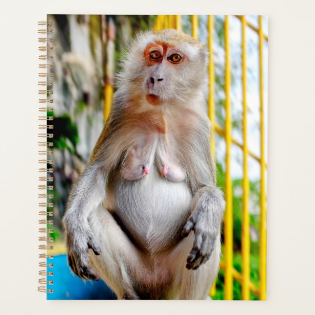 Crab-eating macaque planner (Front)