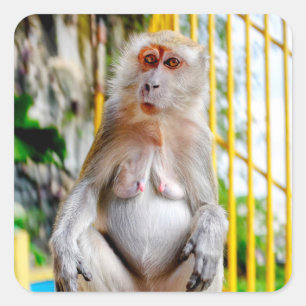 Crab-eating macaque square sticker