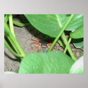 Crab hiding print