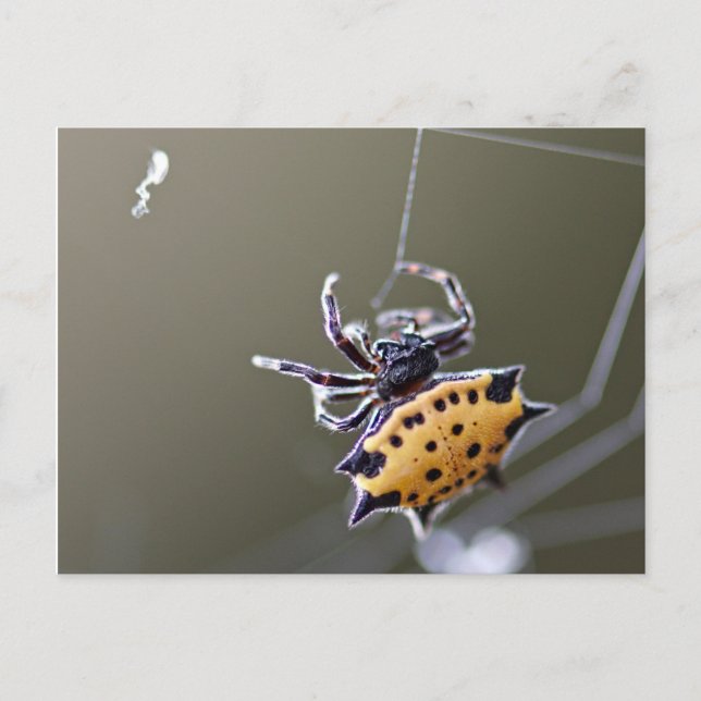 Crab Like Orb Weaver Spider Postcard (Front)
