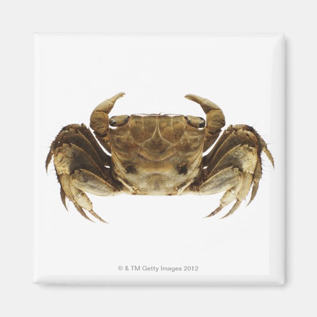 Crab on white background magnet (Front)