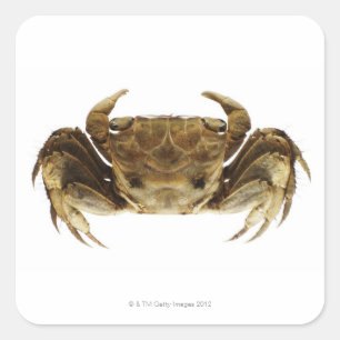 Crab on white background square sticker