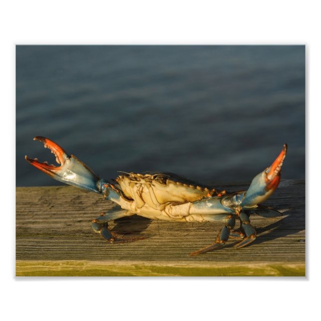 Crab on Wood 8x10 print (Front)