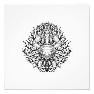 Crab Photo Print