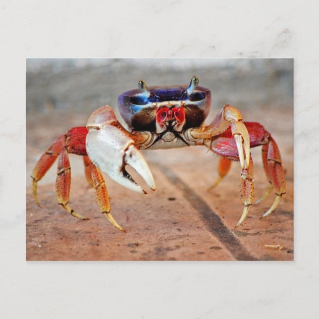 Crab Postcard (Front)