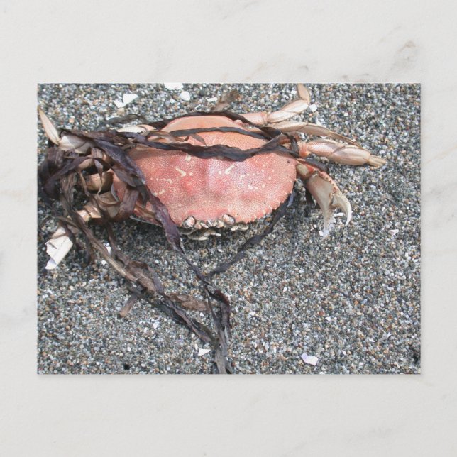 Crab Postcard (Front)