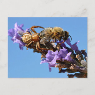 Crab spider eating bee postcard