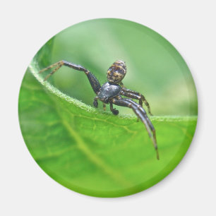 Crab Spider on Milkweed Coordinating Items Magnet