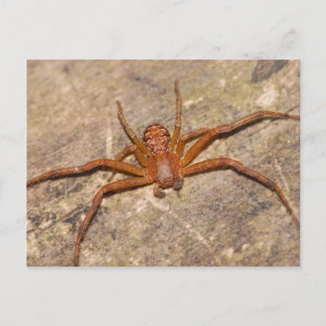 Crab Spider. Postcard (Front)