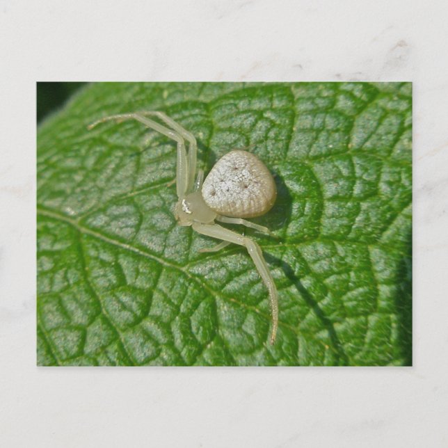 Crab Spider Postcard (Front)