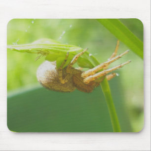 Crab Spider Thomisid Mousepad
