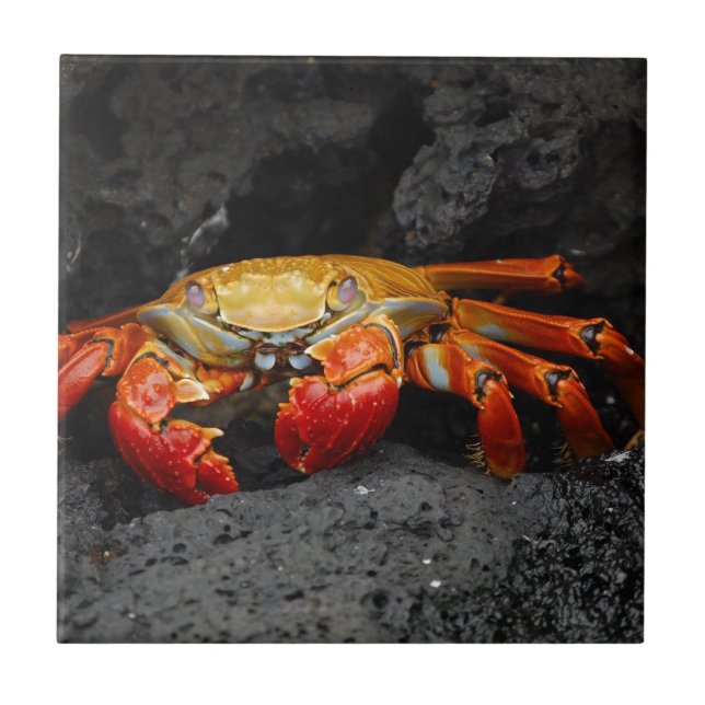 Crab Tile (Front)