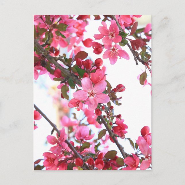 Crabapple Beauty Postcard (Front)
