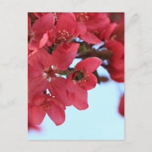 Crabapple Bees Postcard