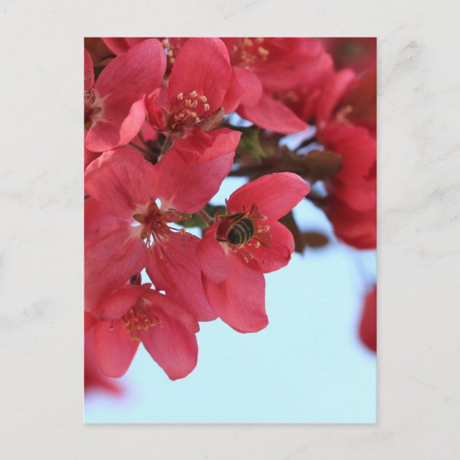Crabapple Bees Postcard (Front)