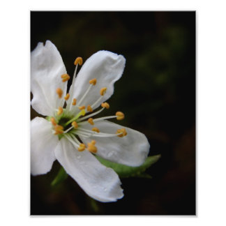 Crabapple Blossom Photo Print