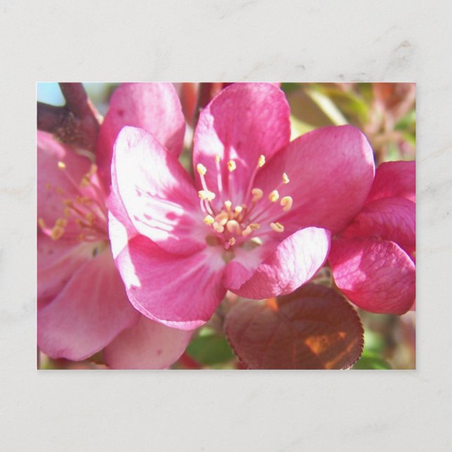 Crabapple Blossoms Postcard (Front)