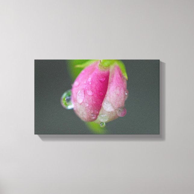 Crabapple Blossum Closup Canvas Print (Front)