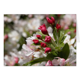 Crabapple Buds