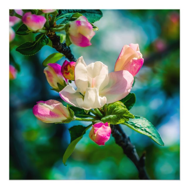 Crabapple flower and buds photo print (Front)