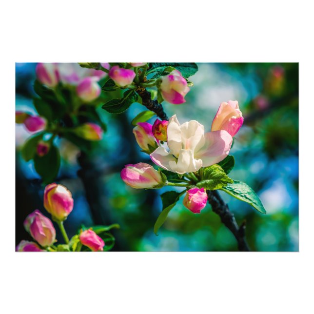 Crabapple flower and buds photo print (Front)