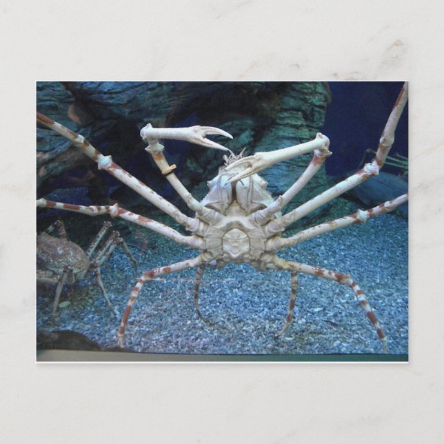 Crabs Postcard (Front)