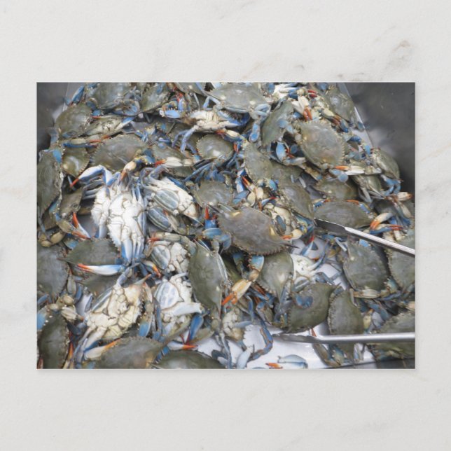 Crabs Postcard (Front)