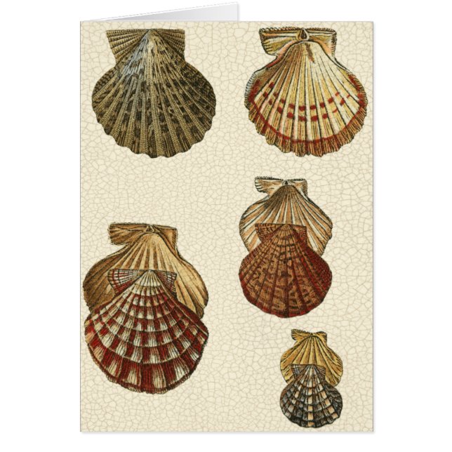 Crackled Antique Shells (Front)