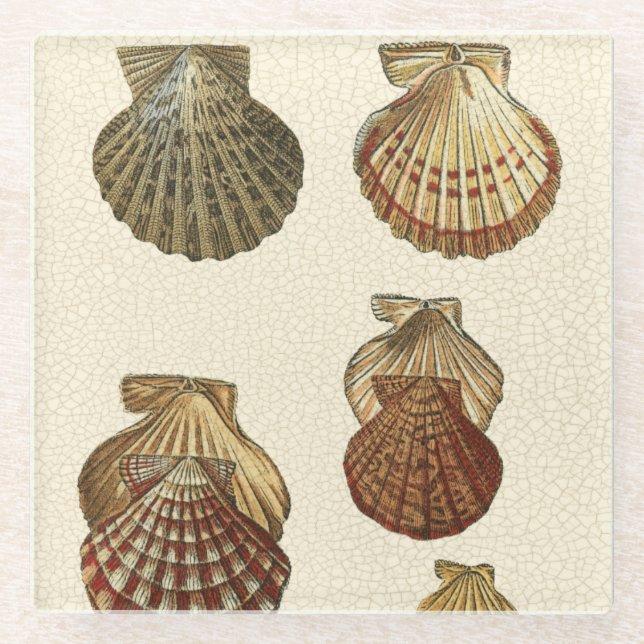 Crackled Antique Shells Glass Coaster (Front)