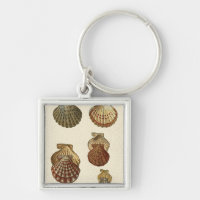 Crackled Antique Shells