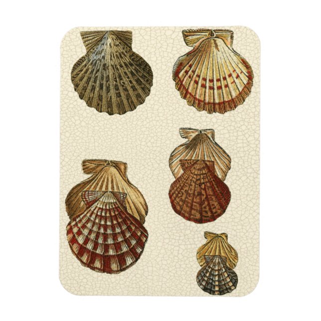 Crackled Antique Shells Magnet (Vertical)