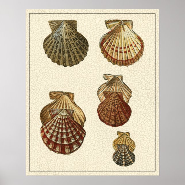 Crackled Antique Shells Poster (Front)