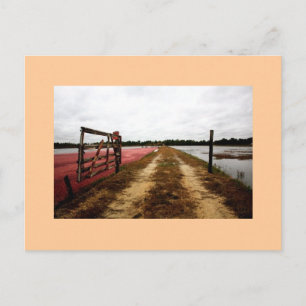 cranberries postcard