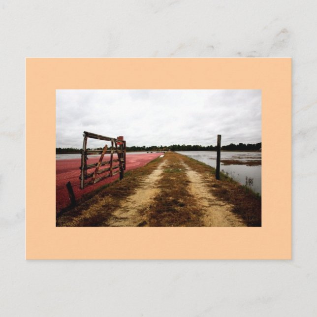 cranberries postcard (Front)