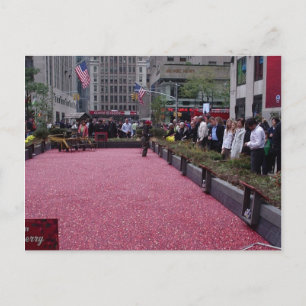 cranberry bog in the middle of NYC Postcard