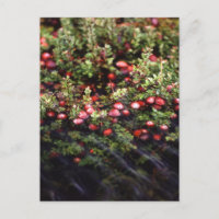 Cranberry Bog