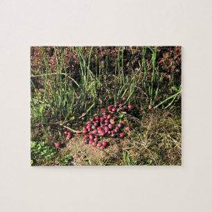 Cranberry Farm, Long Beach, Washington Jigsaw Puzzle