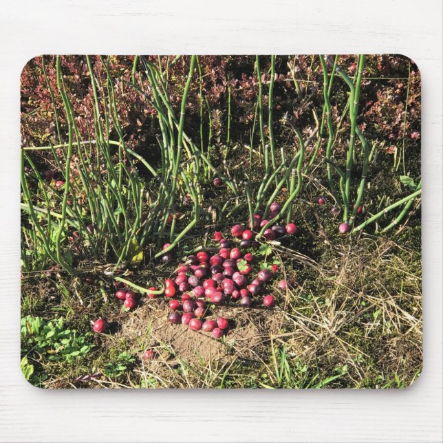 Cranberry Farm, Long Beach, Washington Mouse Pad (Front)