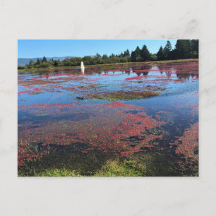 Cranberry Farm, Long Beach, Washington Postcard