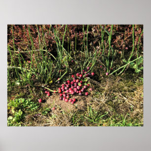 Cranberry Farm, Long Beach, Washington Poster