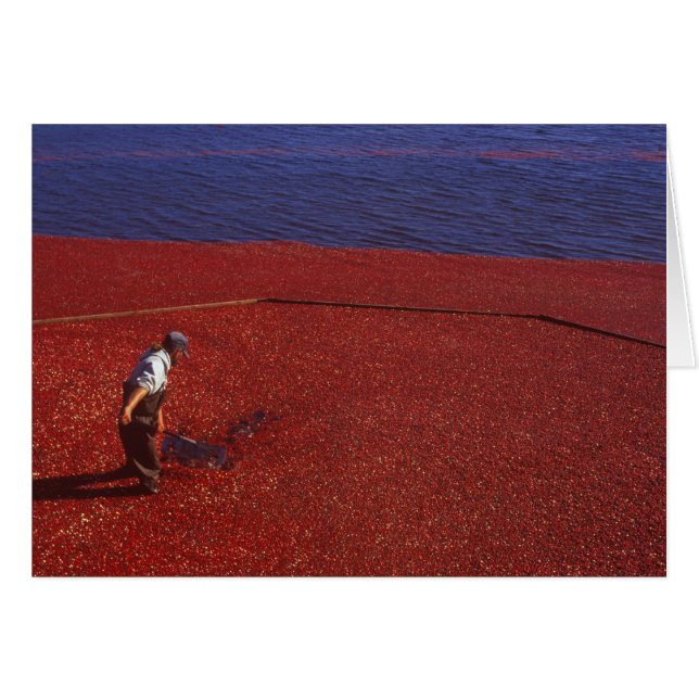 Cranberry Harvest, Middleboro, MA, USA (Front Horizontal)