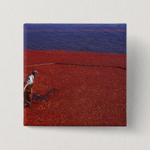 Cranberry Harvest, Middleboro, MA, USA 15 Cm Square Badge