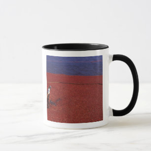 Cranberry Harvest, Middleboro, MA, USA Mug